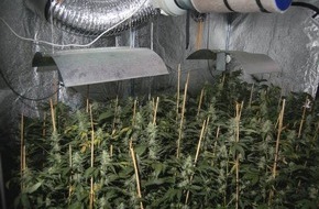 Polizeidirektion Hannover: POL-H: Polizei beschlagnahmt Indoorplantage