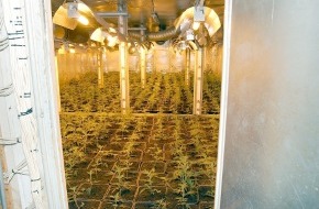 Polizei Rhein-Erft-Kreis: POL-REK: Massenweise Cannabispflanzen warteten auf die Ernte