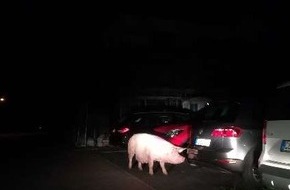 Polizeiinspektion Celle: POL-CE: Nienhagen - Schwein unternimmt nächtliche Besichtigungstour
