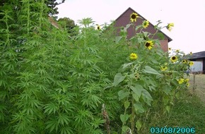 Polizeiinspektion Nienburg / Schaumburg: POL-STH: Cannabis mitten in Wendthagen angepflanzt