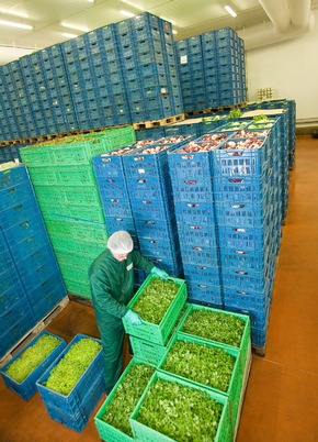 Lizenzfreie Fotos von der Bonduelle Salatproduktion / Der Salat- und Gemüsespezialist Bonduelle gibt Einblick in die Produktion der Freshcut Salate: &quot;Vom Feld in die Tüte&quot;