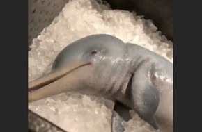 Followfish: Instagram Influencer verspeist Baby-Delfin / Ein radikaler Prank von followfish für nachhaltigeren Lebensmittelkonsum