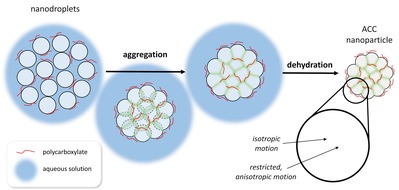 Universität Konstanz: Mechanismus der Biomineralisation enthüllt, PI Nr. 03/2024