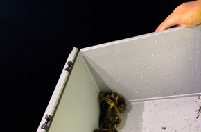 Feuerwehr Detmold: FW-DT: Acht Küken aus misslicher Lage gerettet - Dank aufmerksamer Kinder