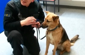 Bundespolizeiinspektion Stuttgart: BPOLI S: Happy End nach einem Kurzausflug: Hund und Frauchen wiedervereint!