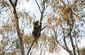 IFAW - International Fund for Animal Welfare: Buschfeuer Australien:  5.000 Koalas in den Buschbränden im Südwesten des Landes gestorben