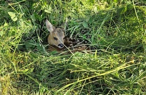 Schweizer Tierschutz STS: Medienmitteilung: Heuernte 2024 - Schweizer Tierschutz STS unterstützt effiziente Rehkitzrettung mit eigener Drohnenflotte