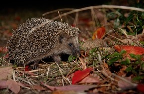 Pro Igel e.V.: Citizen Science Projekt: Mitmachen bei der Igel-Challenge!