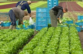 Bonduelle Deutschland GmbH: Lizenzfreie Fotos von der Bonduelle Salatproduktion / Der Salat- und Gemüsespezialist Bonduelle gibt Einblick in die Produktion der Freshcut Salate: "Vom Feld in die Tüte"