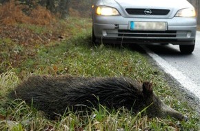 Polizeipräsidium Westpfalz: POL-PPWP: Nach Unfall: Polizei erlöst Wildschwein vom Leiden