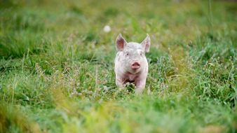 3sat: 3sat zeigt mit "Unser täglich Fleisch" und "Rettung vor der Biotonne" Dokus zur Nachhaltigkeit