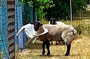 Polizeiinspektion Northeim: POL-NOM: Schaf verfängt sich in Gartenstuhl