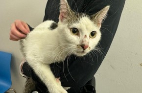 Landespolizeiinspektion Erfurt: LPI-EF: Katze gefunden - Eigentümer gesucht