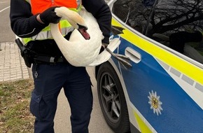 Bundespolizeidirektion M&uuml;nchen: Bundespolizeidirektion M&uuml;nchen: Brisante Begegnung zwischen Tieren und Z&uuml;gen / Bundespolizei rettet Schw&auml;ne aus Gleisbereich