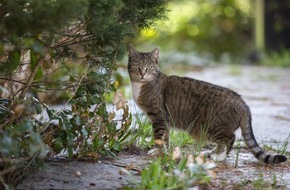 Bundesverband für Tiergesundheit e.V.: Manche Lungenwürmer sind auf Katzen spezialisiert