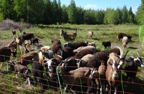 Deutsche Bundesstiftung Umwelt (DBU): Tierische Landschaftspfleger im Hartmannsdorfer Forst