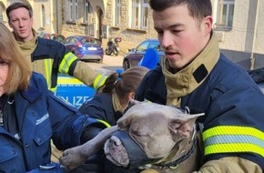 Feuerwehr Stuttgart: FW Stuttgart: Feuerwehr befreit zitternden Hund aus kaltem Fahrzeug