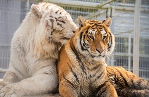 VIER PFOTEN - Stiftung für Tierschutz: En Slovaquie, QUATRE PATTES soigne trois jeunes tigres confisqués