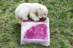 ProSieben: Das Eisbär-Kind hat einen Namen: Quintana! ProSieben-Moderator Stefan Gödde tauft im Tierpark Hellabrunn die "Green Seven"-Botschafterin 2017