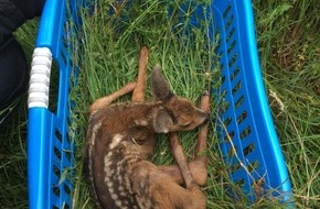 Feuerwehr Plettenberg: FW-PL: OT Eiringhausen. Feuerwehr rettet schreiendes Rehkitz. Ein Herscheider Bauernhof nimmt das geschwächte Tierbaby zum Aufpäppeln in Obhut.