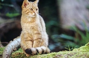 BUND: ++ Weltkatzentag: Alle Hauskatzenbesitzer*innen können Beitrag zum Wildkatzenschutz leisten ++