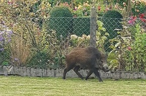 Polizeiinspektion Hildesheim: POL-HI: Giesen - Wildschwein auf Abwegen