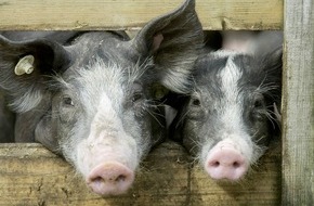 DIL Deutsches Institut für Lebensmitteltechnik e.V.: Schweineflüsterer Dr. Kees Scheepens entwickelt nachhaltiges Stallkonzept - INTERREG V A-Projekt FOOD2020 II fördert innovatives Haltungssystem