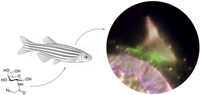 Universit&auml;t Konstanz: Das Innenohr &ndash; ein wei&szlig;er Fleck der Forschung, PI Nr. 46/2026