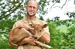 Heinz Sielmann Stiftung: Nachwuchs bei den Zebu-Rindern: Zukünftige Naturschützer am Göttinger Flüthewehr geboren