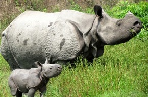 IFAW Deutschland: Sensation in Indien: Von Hand aufgezogenes Nashorn bekam Nachwuchs (BILD)