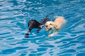 Allgäu GmbH: Hundeschwimmen beendet Freibadsaison.
