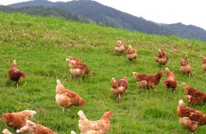 VIER PFOTEN - Stiftung für Tierschutz: Eine halbe Million Schweizer Legehennen werden nach Ostern getötet