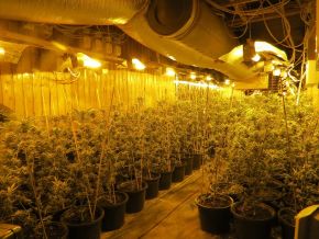 POL-DN: Cannabisplantage ausgehoben