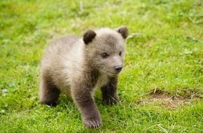 VIER PFOTEN - Stiftung für Tierschutz: Bärenbaby aus Albanien für 5‘000 Euro im Internet angeboten