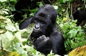 ZDF: Kampf gegen Raubbau: "planet e." im ZDF über den Virunga-Nationalpark (FOTO)