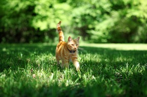 Weenect enthüllt Geheimnis: Drei von fünf Katzen gehen ihren Besitzer:innen fremd / Studie zum Thema &quot;Katzen und ihr Territorium&quot;.