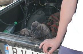 VIER PFOTEN - Stiftung für Tierschutz: VIER PFOTEN warnt vor dubiosen Hundehändlern: Hundemafia - Das schmutzige Geschäft mit der "Ware" Tier