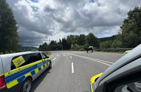 Landespolizeiinspektion Suhl: LPI-SHL: Bulle in Richtung Autobahn unterwegs