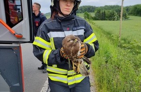 Feuerwehr Sprockhövel: FW-EN: Feuerwehr fängt Bussard ein