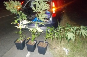 Kreispolizeibehörde Rhein-Kreis Neuss: POL-NE: Verkehrskontrolle - Cannabispflanzen im Kofferraum aufgefunden