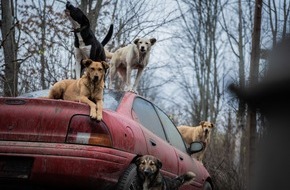 VIER PFOTEN - Stiftung für Tierschutz: Streunerhunde in Moldawien: «Die Misshandlungen und das Leid sind immens»