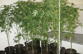 Polizeiinspektion Hildesheim: POL-HI: Erfolg bei Verkehrskontrolle: Fahrzeuginsassen unter Drogeneinfluss / Polizei entdeckt Cannabis-Indoor-Plantage