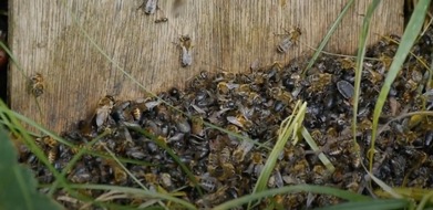 Neuer Imkerbund e.V.: Eilverordnung Glyphosat: Landwirtschaftsminister verrät Bienen und Biodiversität