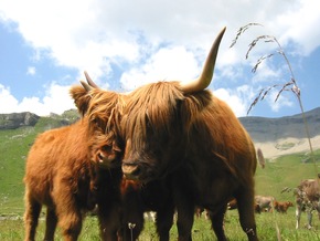 Mutterkuh Schweiz an der Iheimisch 2026