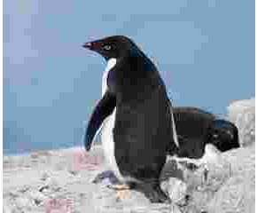 Neuer Katalog „Expeditions-Seereisen 2027/2028“: Expeditionen ans Ende der Welt mit IKARUS TOURS & PolarNEWS