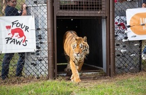 VIER PFOTEN - Stiftung für Tierschutz: De l'Argentine à l'Afrique du Sud: les «Train Tigers» sentent pour la première fois l'herbe sous leurs pattes