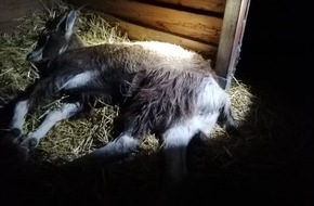 Polizei Bonn: POL-BN: Rheinbach-Wormerdorf: Freilaufender Ziegenbock eingefangen und auf Gnadenhof gebracht