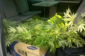 Polizeiinspektion Cuxhaven: POL-CUX: Bundespolizisten entdecken Drogenplantage (Foto als Download)