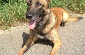 Polizei Düsseldorf: POL-D: Flingern Nord - Einbrecher auf frischer Tat festgenommen - Diensthündin "Ginger" stellt Flüchtigen - Haftrichter