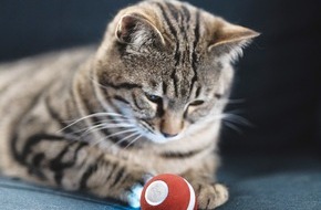 MHH Medien Handel GmbH: Interaktives Katzenspielzeug zum Abnehmen - Neuheiten Test: neue Funktionen des erfolgreichen cheerble Mini Ball